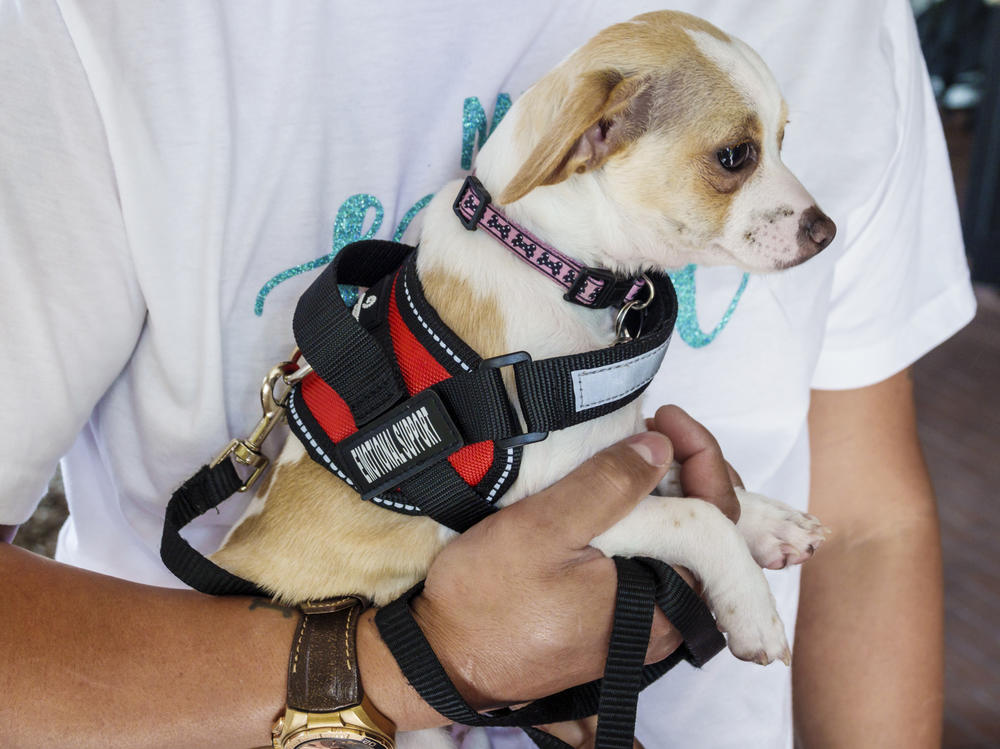 Under a new rule issued last week by the Transportation Department, only dogs that meet strict service animal standards will be allowed to fly with passengers.