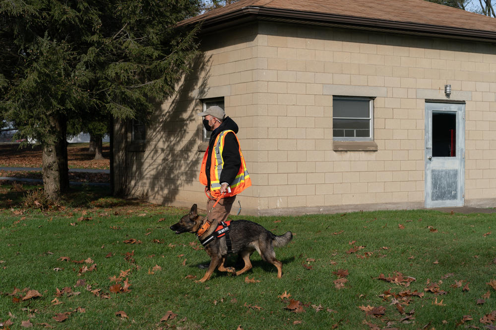 Shane Philipps walks Lucky toward an area while looking for spotted lanternfly eggs in Harrisburg, Pa.
