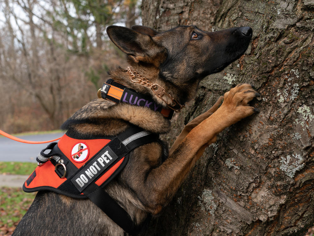 Lucky searches a tree for spotted lanternfly eggs. The insects often lay them in hard-to-reach places.