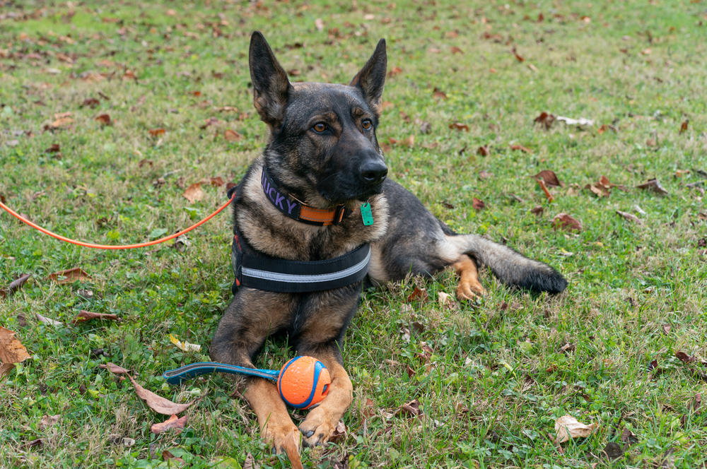 Lucky takes a break with her favorite toy after finding spotted lanternfly eggs. Playtime is her reward for finding eggs during her training.