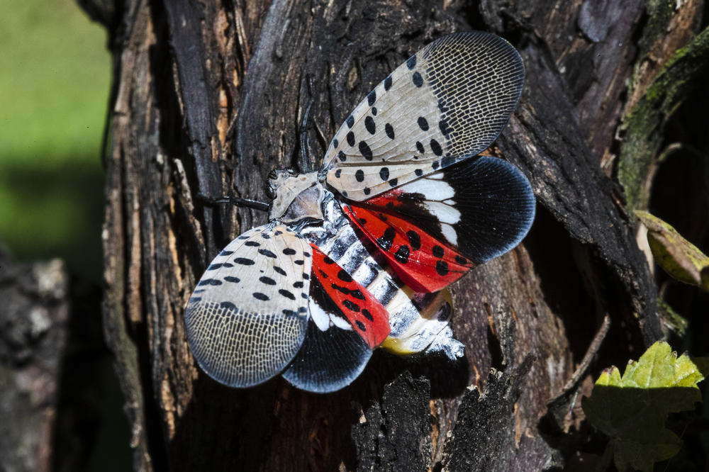 A spotted lanternfly is seen at a vineyard in Kutztown, Pa., in 2019. The insect has emerged as a serious pest since the federal government confirmed its arrival in southeastern Pennsylvania six years ago.