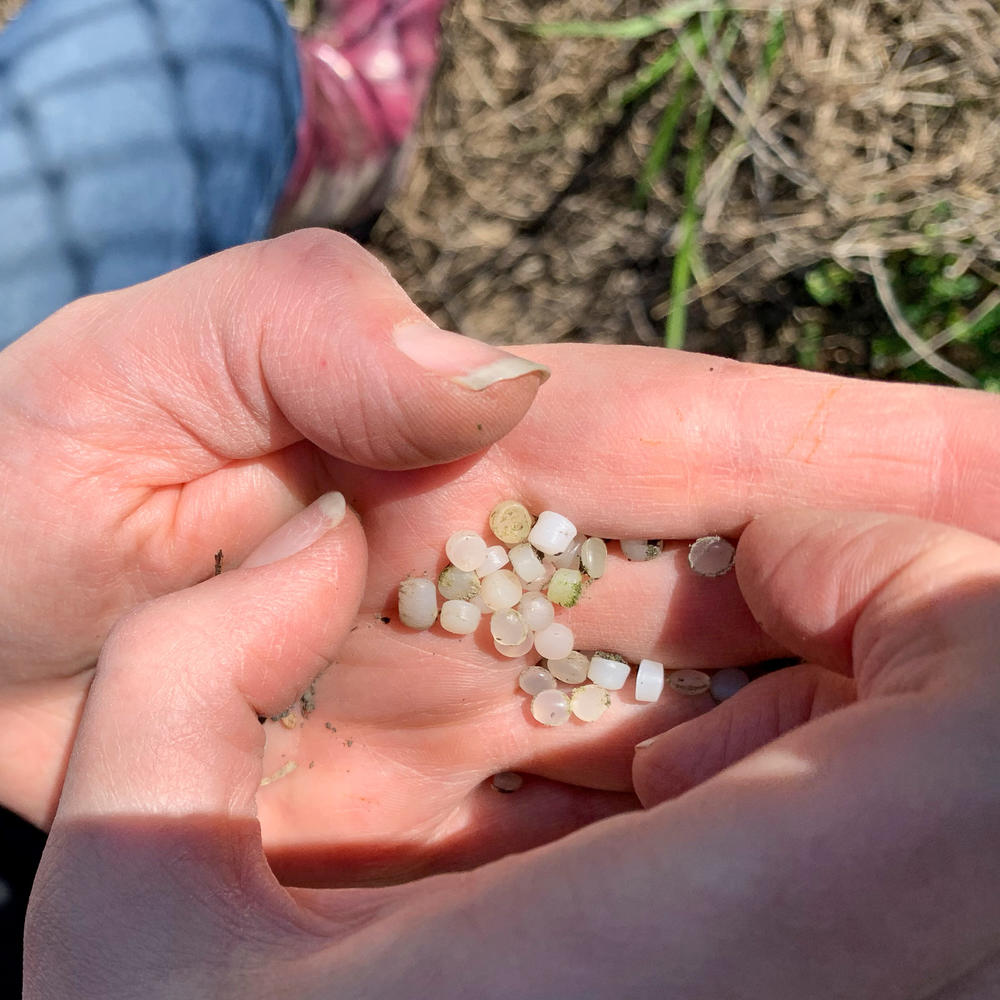 Pellets collected outside the fence line at the Chevron Phillips plant in Sweeny, Texas. Chevron Phillips says, 