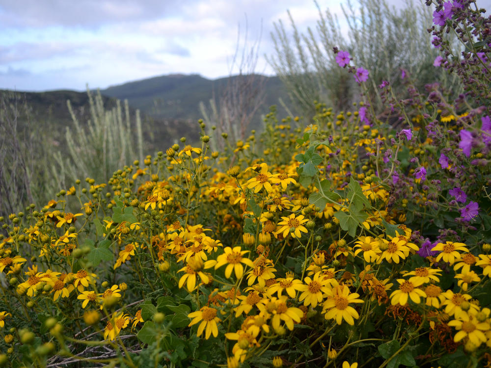 These sunflowers in San Diego National Wildlife Refuge are wild relatives of sunflowers that farmers around the world grow to produce oil.