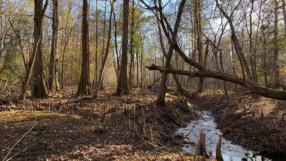 James City County, Va., has received a higher flood insurance discount thanks to restricting development in flood-prone areas like this Williamsburg cypress swamp.