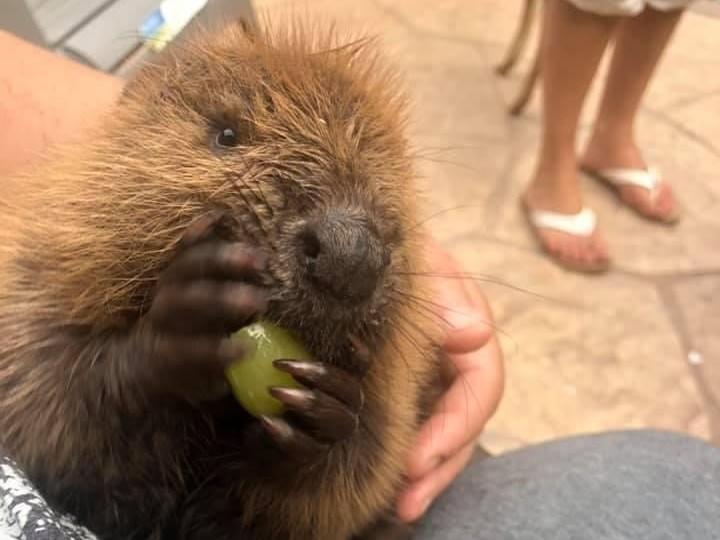 Beave the beaver is building dams inside the New York home of wildlife rehabilitator Nancy Coyne while he gets ready to return to the wild.