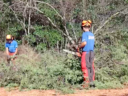 A Kupu Aina Corps work crew funded by CARES Act money uses chainsaws to clear invasive mangroves from the area around Pearl Harbor on the island of Oahu.
