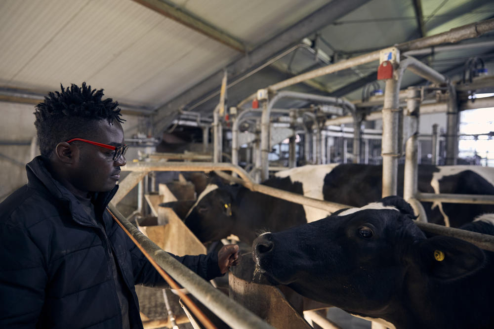 Patrick and Fiona visit a neighboring dairy farm. Having grown up on a farm, Patrick was keen to see the milking carousel.