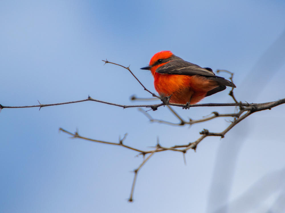 A male vermillion flycatcher perches atop an open branch on one of the many charred mesquites on our land, La Isla.