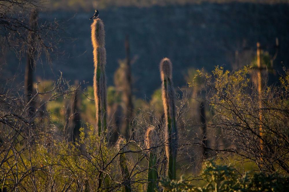 Scanning the landscape, a northern mockingbird uses a tall cactus on the edge of our property as a lookout.