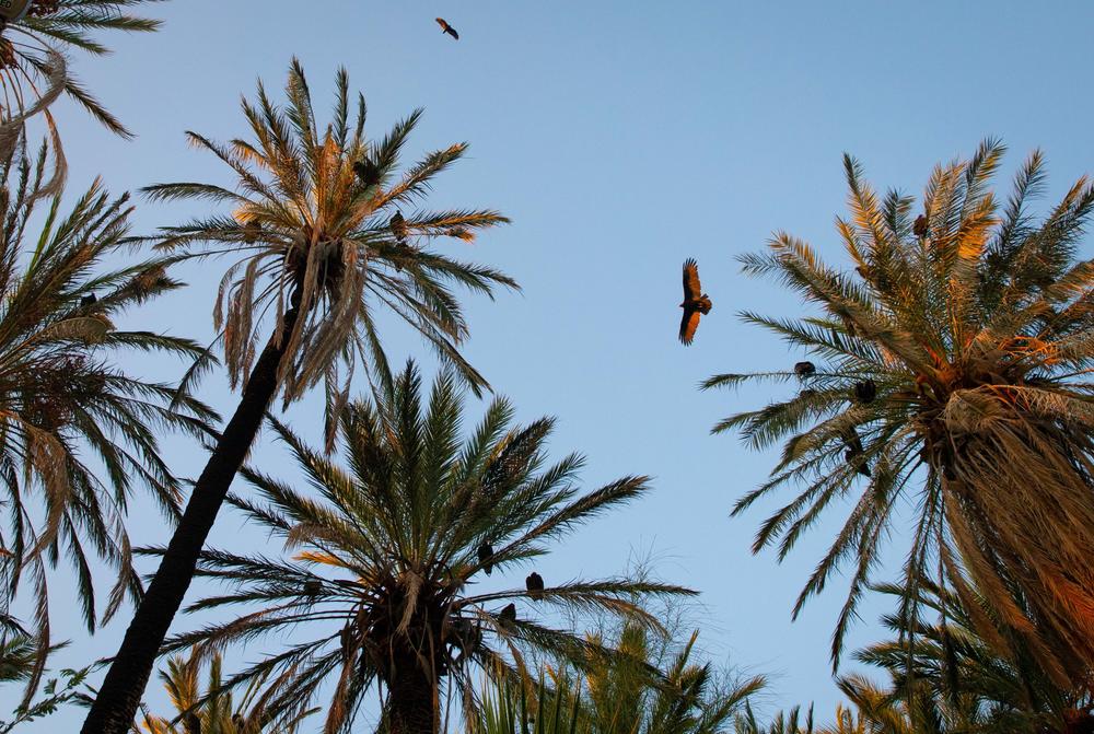 Turkey vultures come to roost among the palm trees near the Mission of San Ignacio, about a mile from our land. Seeing these two species together took me some time to get used to.
