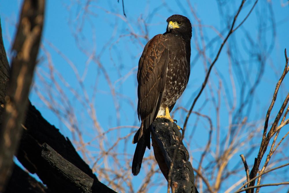 A Harris's hawk visits during our morning coffee. A non-migratory species, they are found only in small patches in the southwestern U.S., Mexico and Central America.