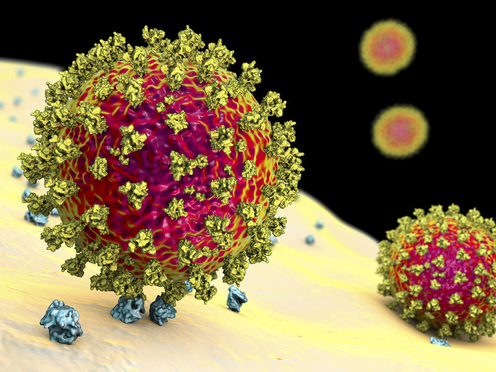 The image depicts the coronavirus binding to a human cell. The variant identified in the United Kingdom has a mutation known to increase how tightly the virus binds to human cells.