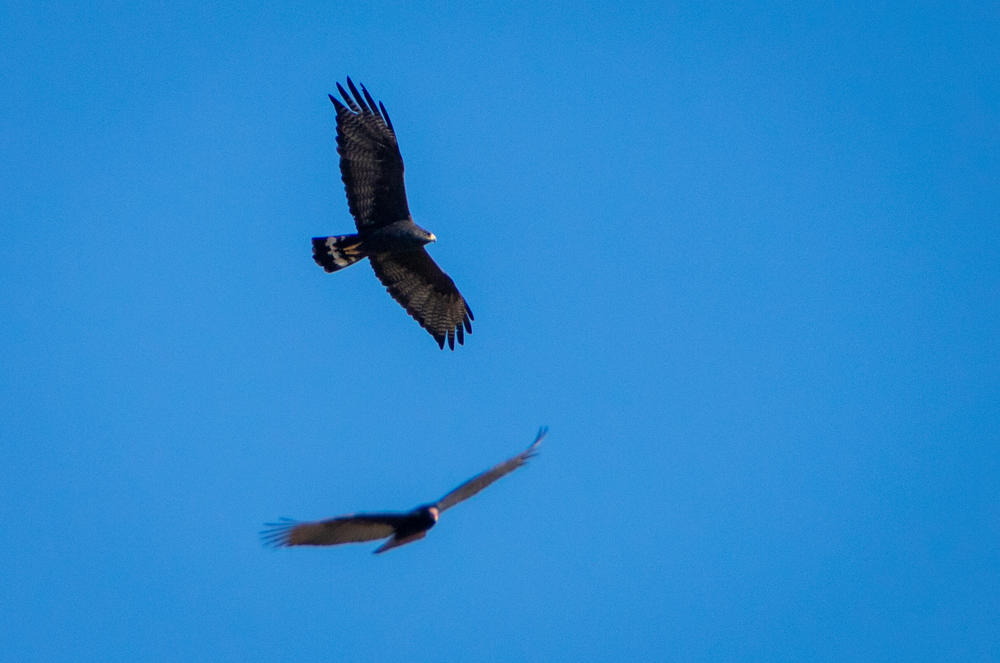 A zone-tailed hawk cruises past as a turkey vulture approaches. When we see turkey vultures gathering, we now know to look for a lone zone-tailed hawk among them mimicking the scavenger birds' flight, camouflaged despite its smaller size and brightly banded tail.