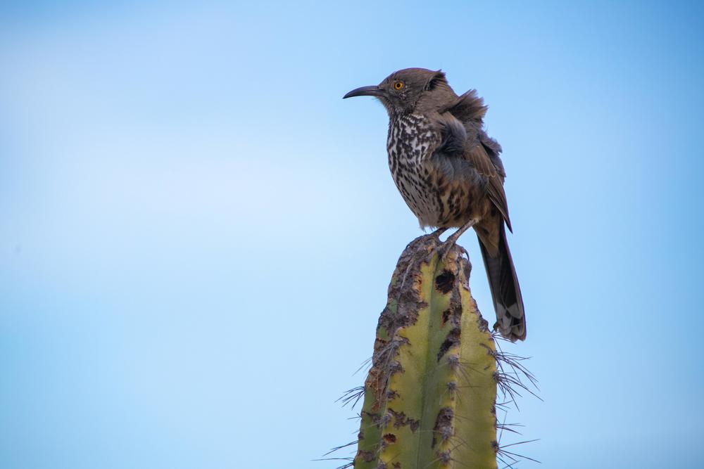 A gray thrasher perches atop a cactus outside our house. This is one of the few endemic bird species to Baja California and the only endemic that we regularly see on our land.