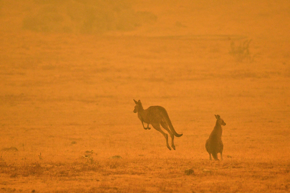A kangaroo jumps in a field amid smoke from a bush fire in Snowy Valley on the outskirts of Cooma, Australia, on Jan. 4. Up to 3,000 military reservists were called up to tackle Australia's bush fire crisis as tens of thousands of residents fled their homes.