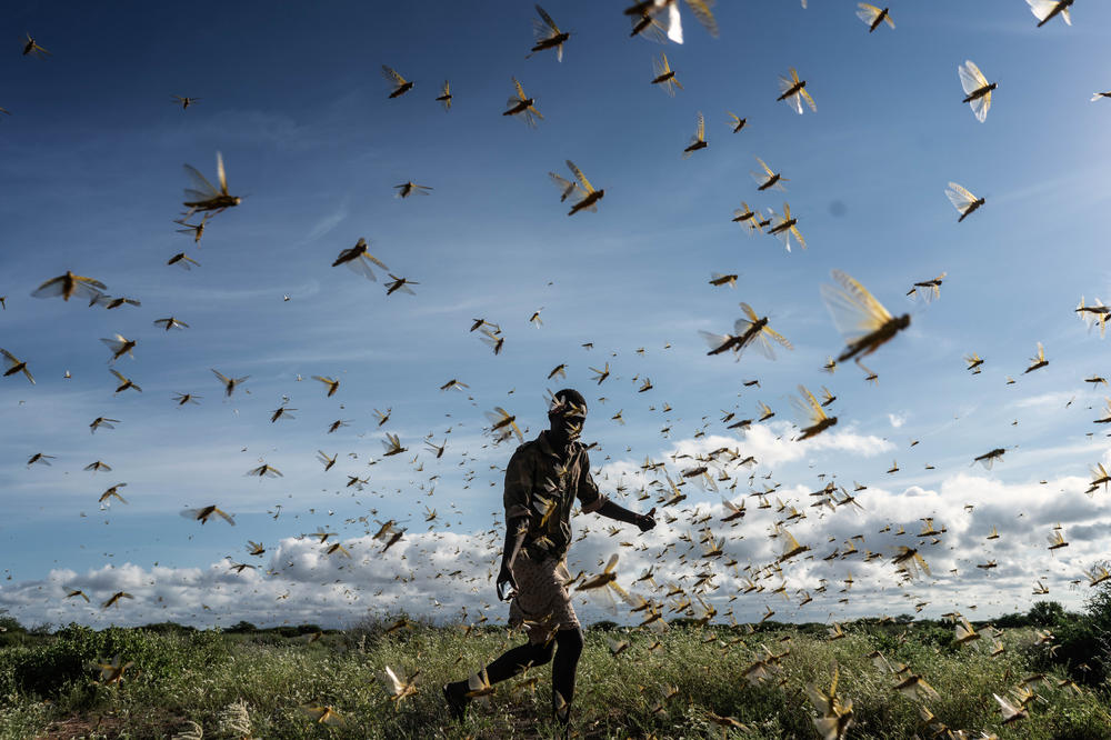 In the worst swarms in decades, tens of billions of locusts descended on Kenya, Somalia and Ethiopia, destroying livelihoods and food supplies. A man chases away a swarm of desert locusts early in the morning on May 21 in Samburu County, Kenya.
