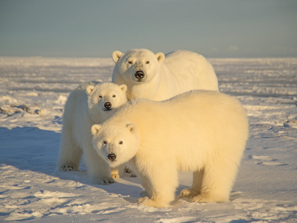 A polar bear with cubs in Alaska's Arctic National Wildlife Refuge in 2014.