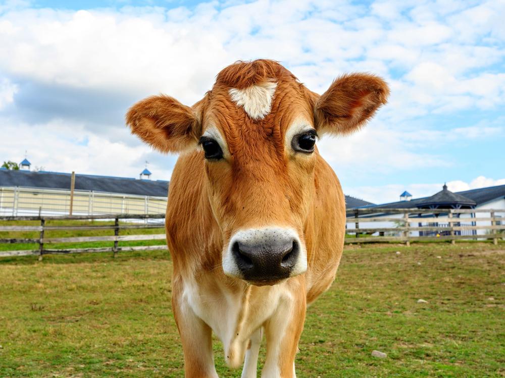 Crouton the steer went viral on Twitter in 2019. In 2020, the Crouton Crew grew to over 50,000 followers.