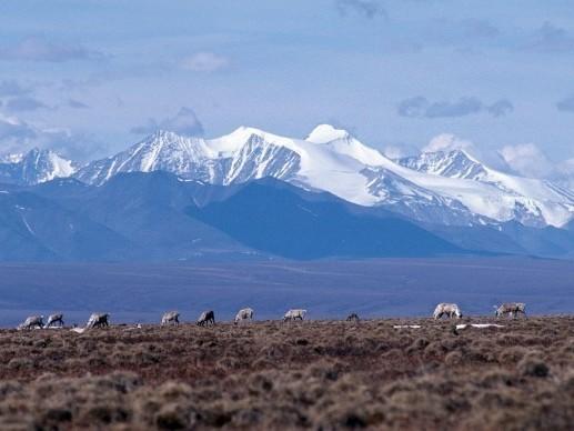 Caribou graze on the coastal plain of the Arctic National Wildlife Refuge. The Trump administration has held the first oil lease sale in the refuge.
