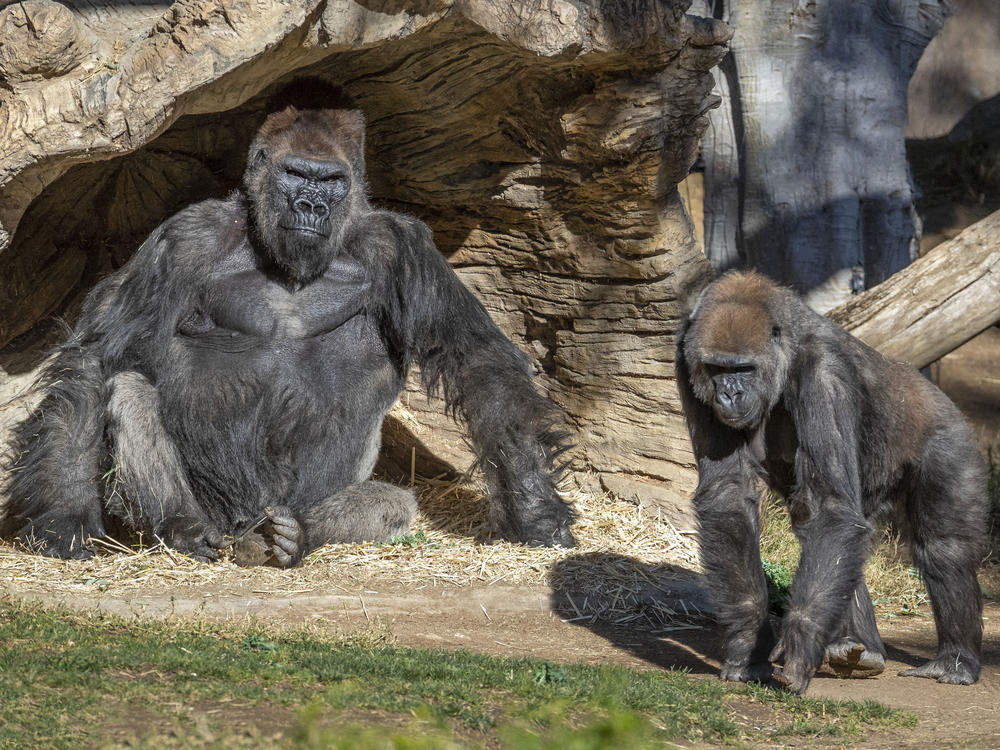 Two gorillas at the San Diego Zoo Safari Park (but not necessarily these two) tested positive for the coronavirus on Monday. A zoo statement says the apes have mild symptoms but are doing well.
