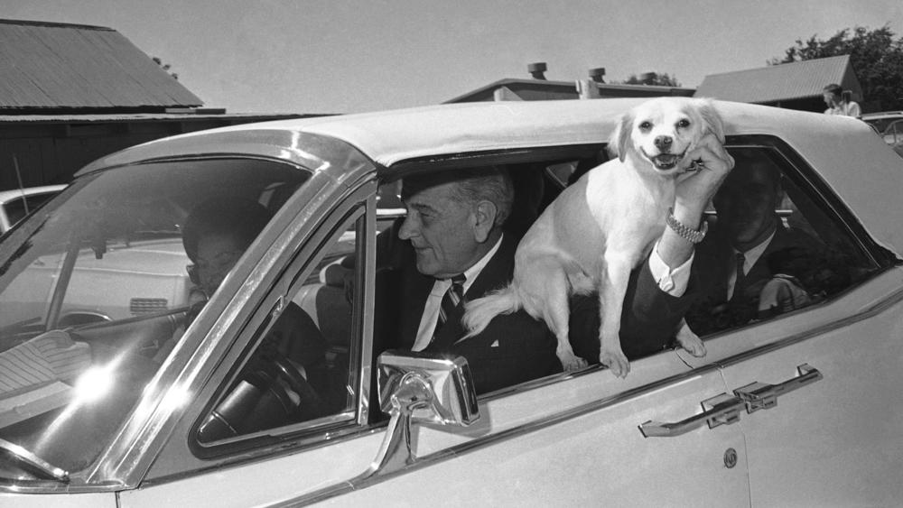 Yuki, President Lyndon Johnson's dog, is held out the window of the car driven by LBJ as the first family starts a ride around the Texas ranch in Stonewall, Texas, in September 1967.
