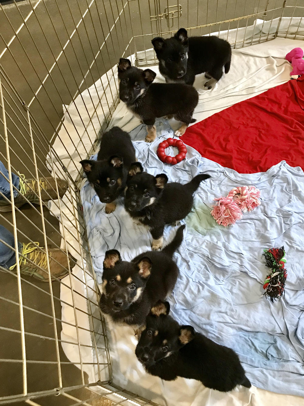 President-elect Joe Biden began fostering Major, top, shortly after the dog arrived at the Delaware Humane Association in March 2018.