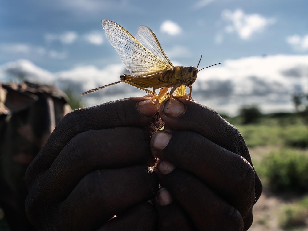 A man holds a desert locust in his hand in Kenya's Rift Valley. Farmers in central Kenya fear the locusts will strip vegetation from the rangeland where their livestock graze.
