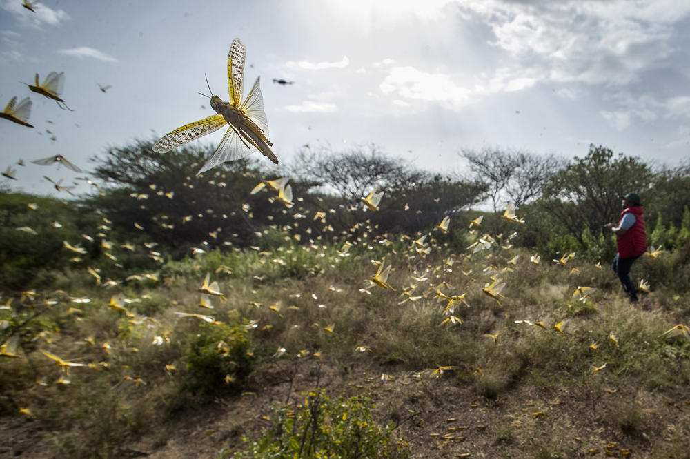 As locusts by the billions descend on parts of Kenya in the worst outbreak in 70 years, small planes are flying low over affected areas to spray pesticides in what experts call the only effective control.