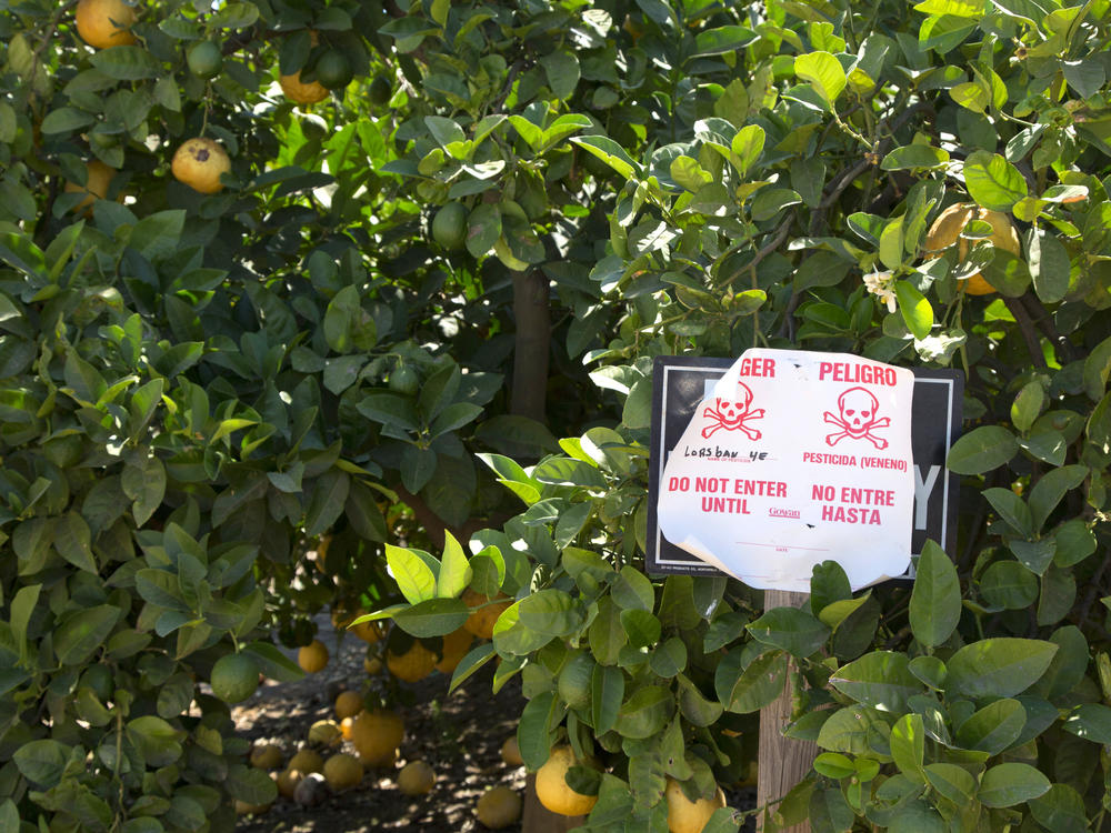 Pesticide warning sign in an orange grove. This sign, bilingual in English and Spanish, warns that the poisonous pesticide Lorsban has been applied to these orange trees. Photographed in Woodlake, in the San Joaquin Valley, California, USA.