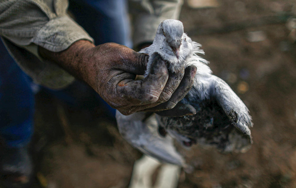 A Palestinian man holds a dead bird that he kept as a pet in the Twam neighborhood of Gaza lays in ruins as residents try to pick up the pieces on January 19, 2009.
