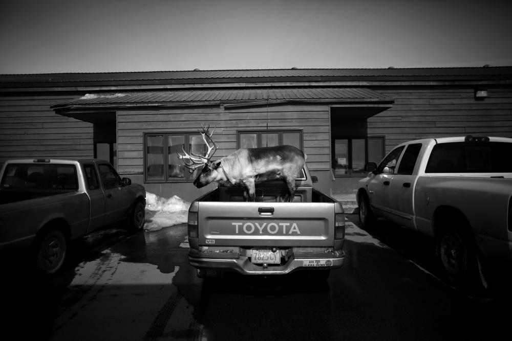 Velvet Eyes — a pet reindeer belonging to Carl Emmons — stands in the back of a pickup truck outside a market and gas station in Nome, Alaska. <em>From the story 