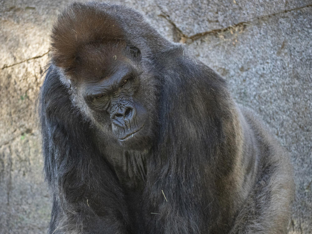 One of the eight gorillas in the troop at the San Diego Zoo Safari Park in California. Some of the gorillas contracted the coronavirus this month. One of the older gorillas received monoclonal antibody therapy as part of his treatment.