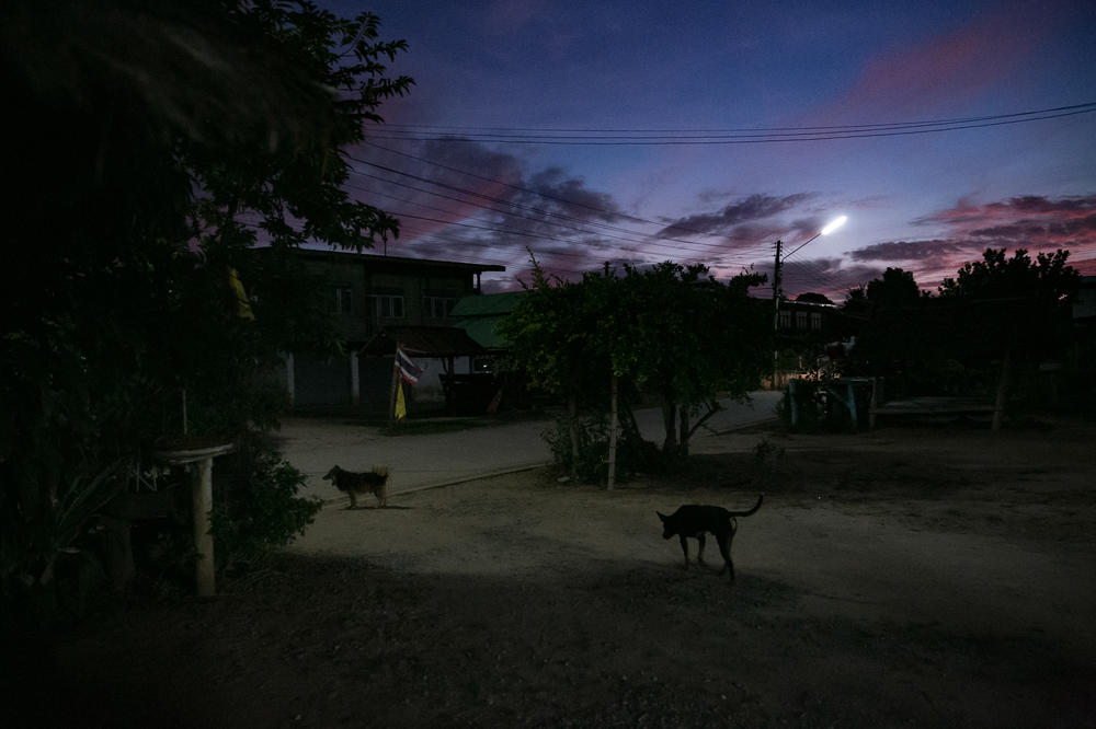 Dogs roam at sunset outside A's grandmother's house in a rural village in the Isaan district. A says life in the countryside is not as much fun as in Phuket, the tourist island known for its nightlife where she lived and worked for most of the last eight years, but that living in her small village close to her family is its own kind of happiness.