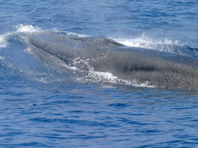 Rice's whales can grow to 42 feet, but fewer than 100 remain.