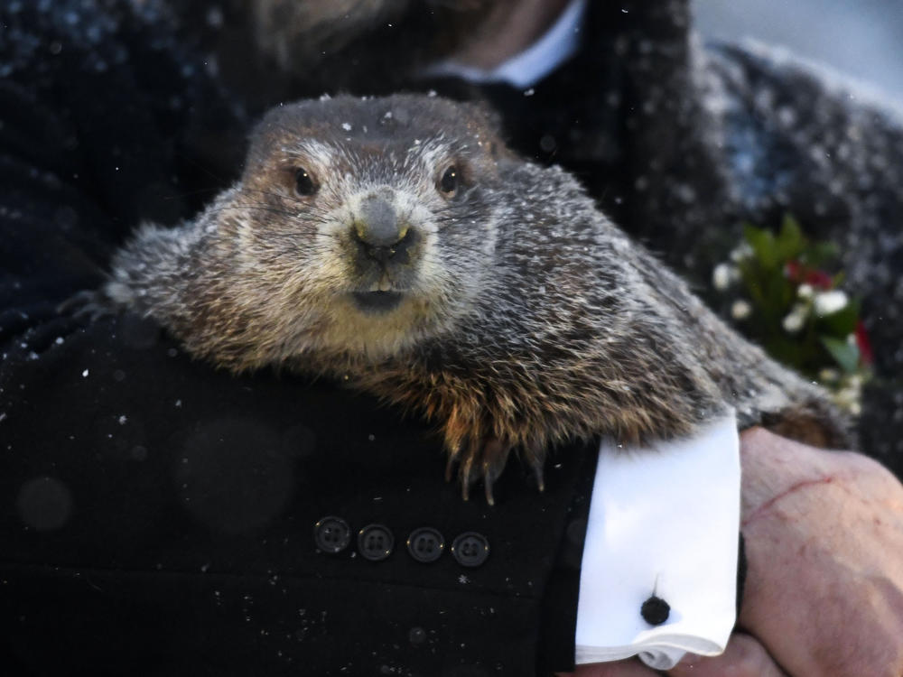 Groundhog Club handler A.J. Dereume holds Punxsutawney Phil at the 135th celebration of Groundhog Day on Gobbler's Knob in Punxsutawney, Pa. on Tuesday. The groundhog is said to have seen his shadow, signaling six more weeks of winter.