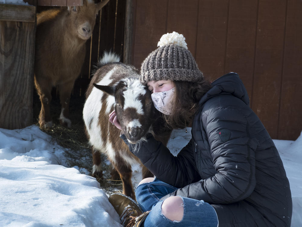 A reader asks: I want to have a private cuddle session with some goats but am concerned that the goats may have cuddled with other people. What's the COVID risk? Note: The goat and human in the photo above are part of the same pandemic pod.
