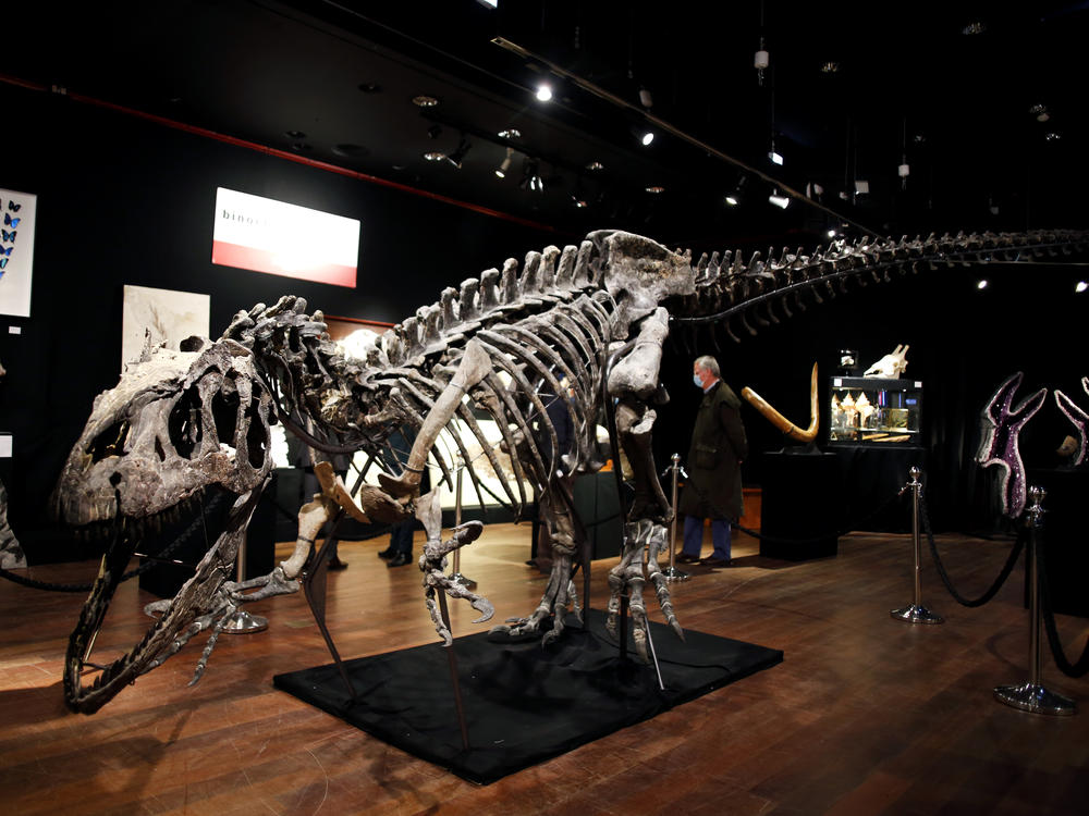 A skeleton of an <em>Allosaurus</em> on display at Drouot auction house in Paris in October. A new theory says the dinosaurs were killed by a comet fragment that originally came from the edge of the solar system.