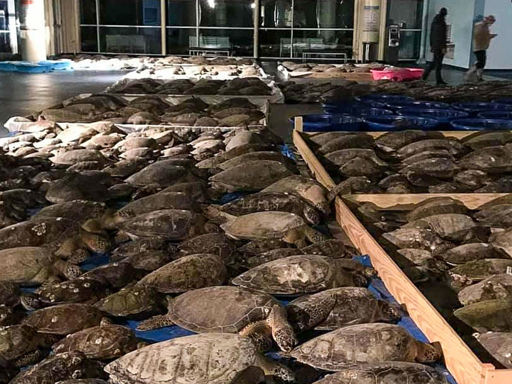 Some of the thousands of cold-stunned sea turtles rescued in South Padre Island, Texas. Volunteers are continuing to rescue the creatures amid freezing temperatures and widespread power outages.