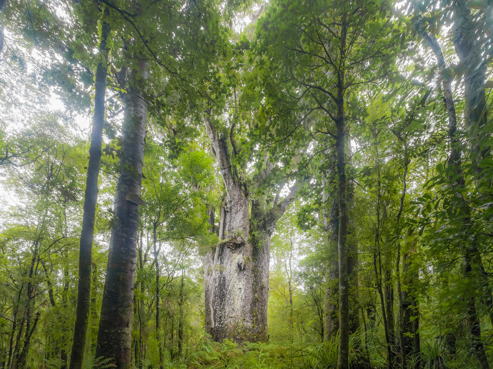 A giant kauri tree grows in Waipoua Forest in Northland, New Zealand. Trees like this one that fell long ago and were preserved for thousands of years are helping researchers discern fluctuations in the Earth's magnetic poles.