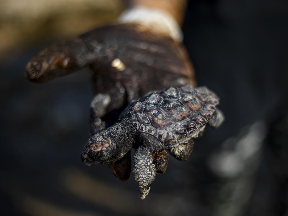 A woman holds a dead sea turtle covered in tar from an oil spill in the Mediterranean Sea that affected wildlife and closed beaches in Israel.