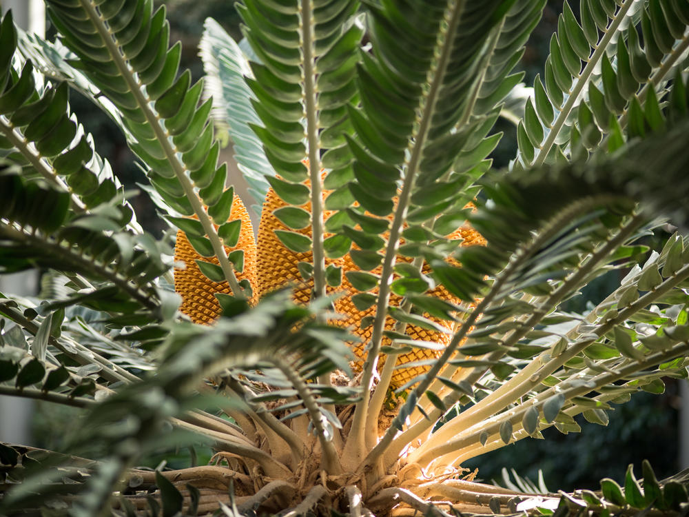 The Wood's Cycad, an ancient plant from South Africa, is Jerry Poe's favorite stop on the exhibit.