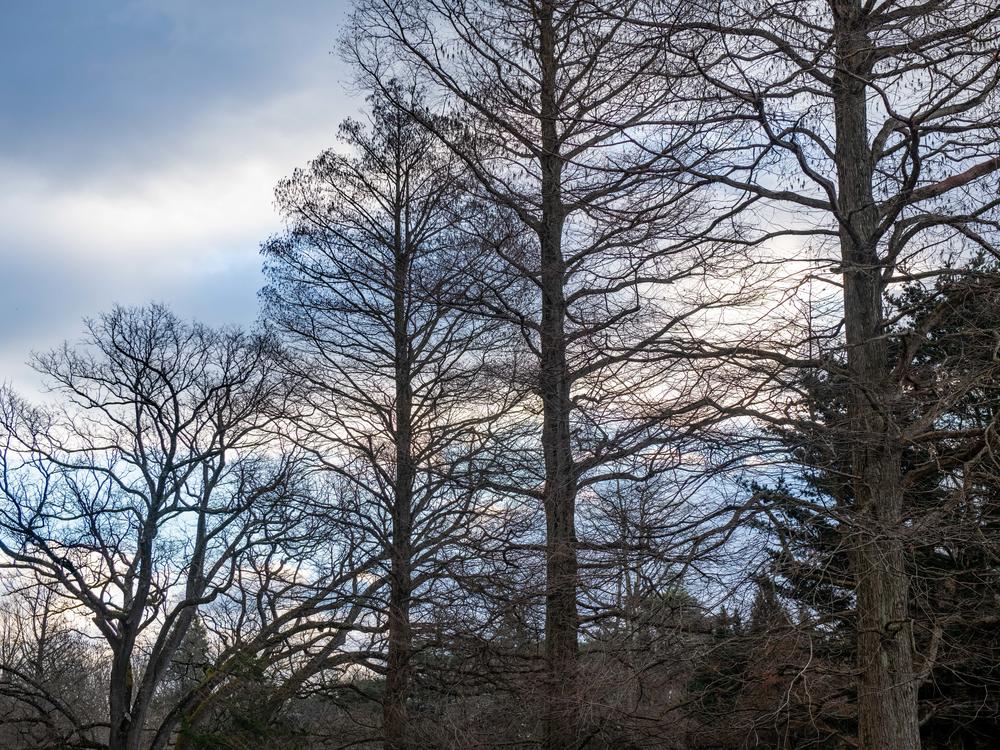 The landscape at Longwood Gardens, Kennett Square, Pa., is still beautiful in the winter.