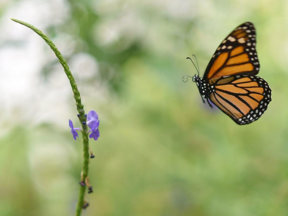 Millions of monarch butterflies arrive each year in Mexico after travelling, in some cases, thousands of miles from the United States and Canada.