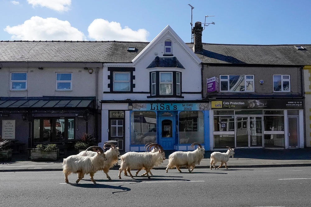 How did these mountain goats decide to take a stroll down the streets of Llandudno, Wales. One theory is that the lack of tourists due to the pandemic made the streets seem more ... enticing? And all it probably took was one curious goat to set the herd on its path to town.