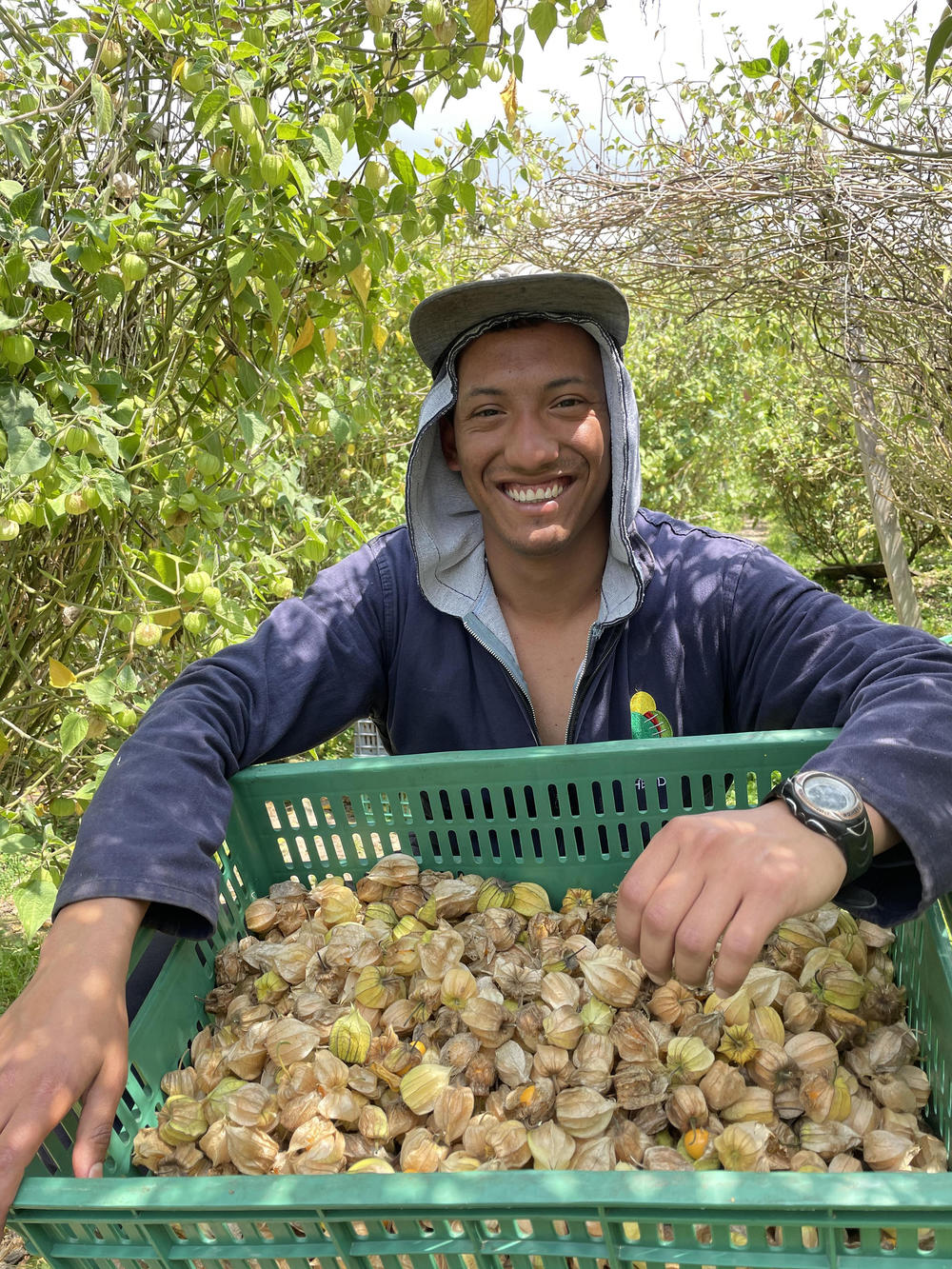 Isaias Bello, a 26-year-old Venezuelan migrant, earns a living picking gooseberries on a farm outside Bogotá. With the new program for undocumented Venezuelan migrants, 
