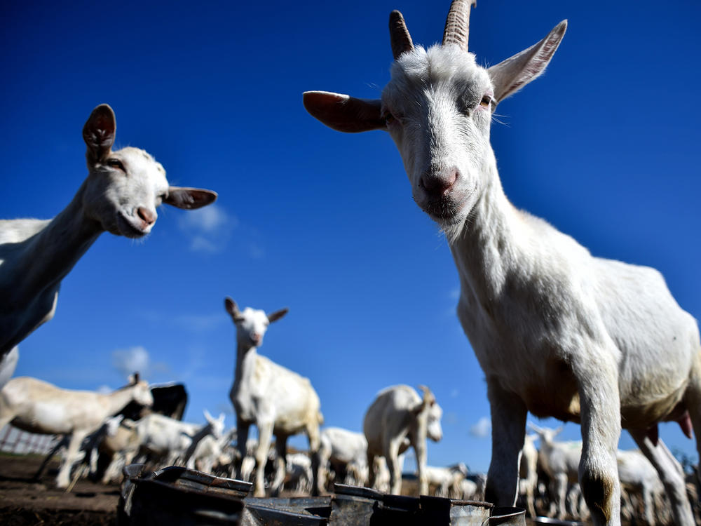 A herd of goats in Russia ponders ... well, we can't really know what they're pondering, but it's a safe bet they're interested in finding something to eat.