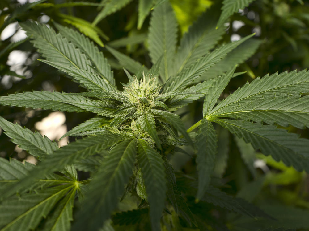 Virginia lawmakers have approved legislation legalizing recreational use of marijuana and commercial sales starting in 2024.