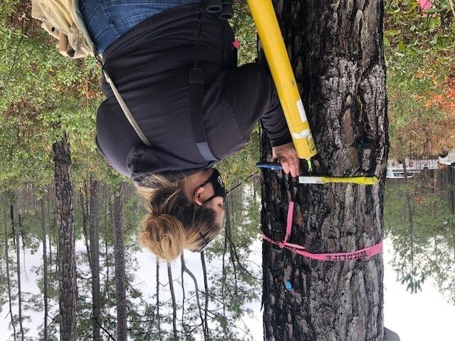 Biologist Aliza Sager assembles a long pole, with a video camera at the end, to peer into the hole the woodpeckers had created.