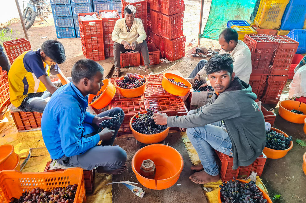 At a farmer's home in western India, workers clean and pack grapes for sale. Grape farmers here sympathize with their fellow farmers from northern India protesting against new farm laws in the capital, but they say they don't share the same concerns because they don't rely on the government as much to sell their crops.