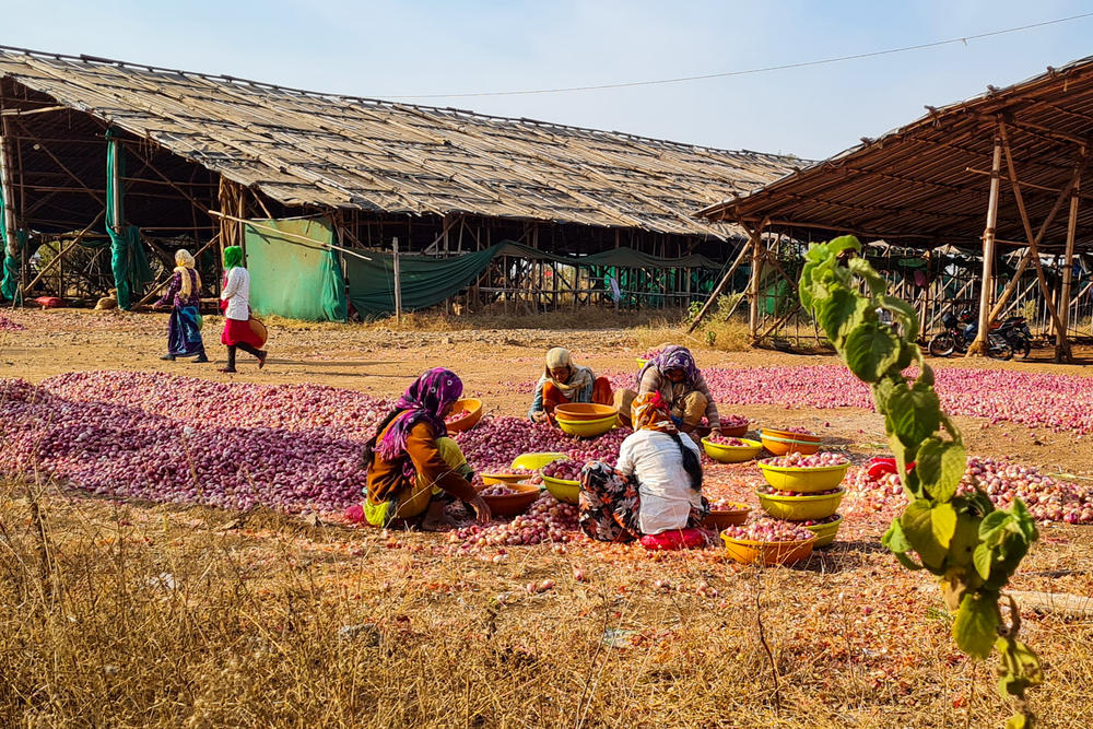 Women sift through onions outside a government wholesale market in western India where traders buy from farmers in bulk. New rules for such markets have sparked huge farmer protests in the capital.